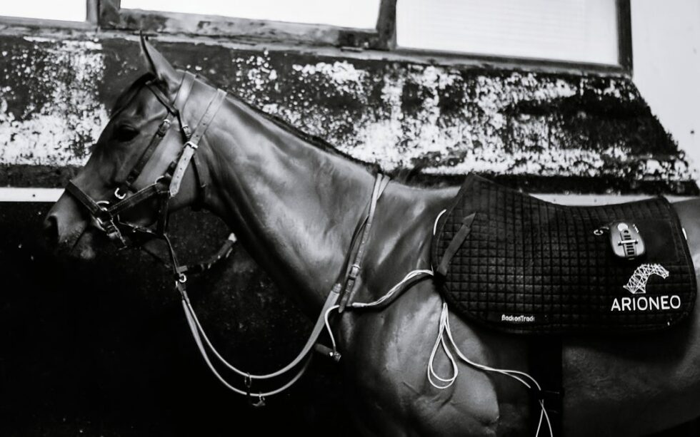 EQUIMETRE VET how do veterinarians use it?