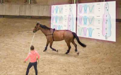 How to quantify asymmetry and lameness with EQUISYM ?