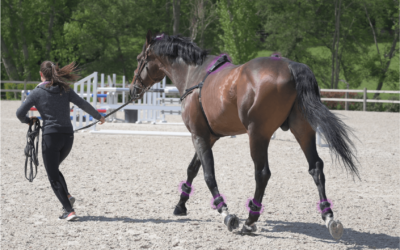 Comment évaluer l’évolution de la locomotion du cheval ?