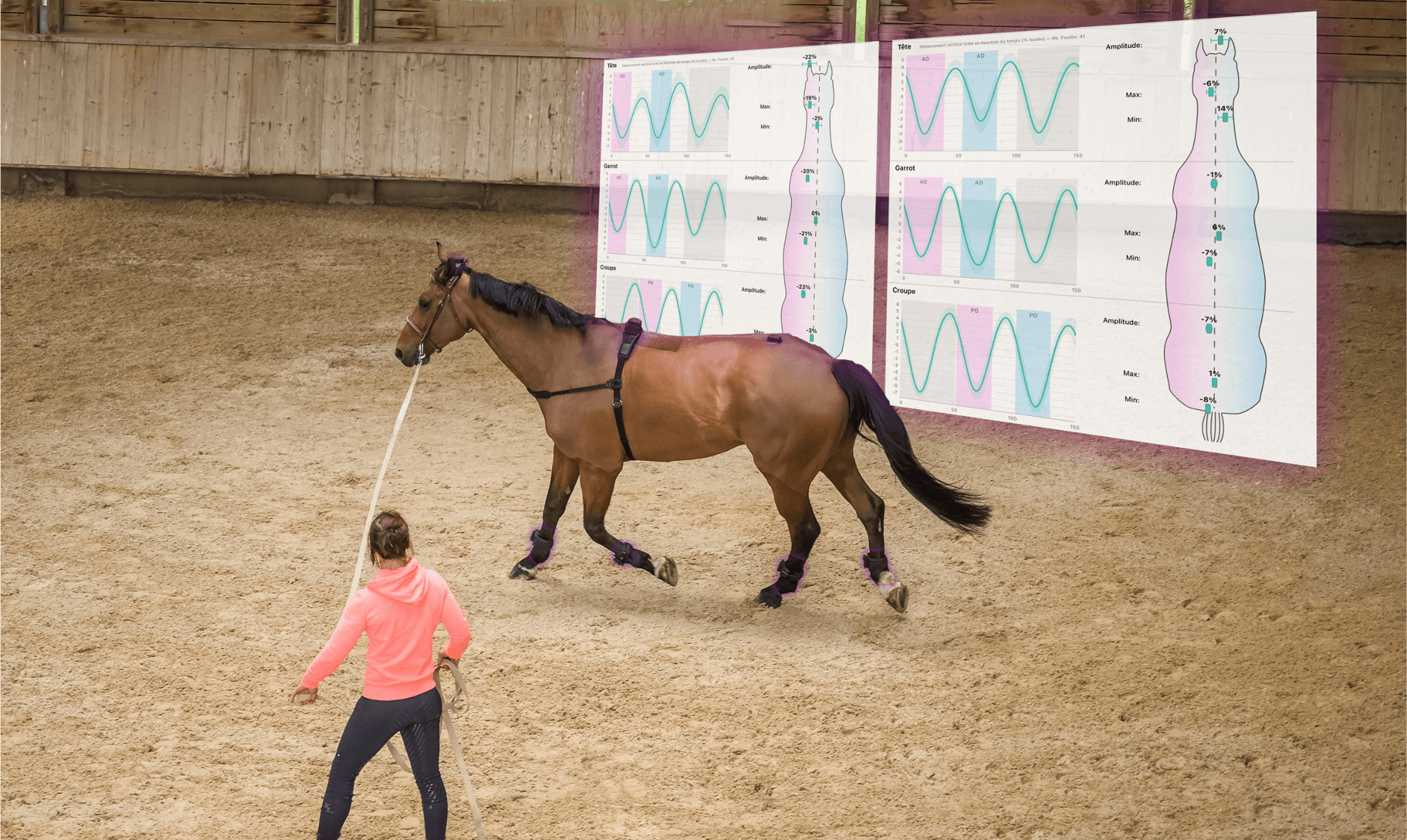 cheval en longe avec écrans de données