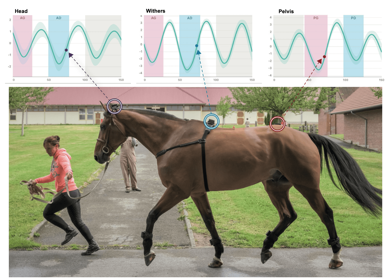 cheval qui trotte avec courbes EQUISYM