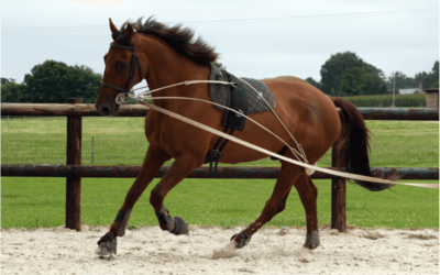 Locomotion du cheval en cercle : analyse et interprétation