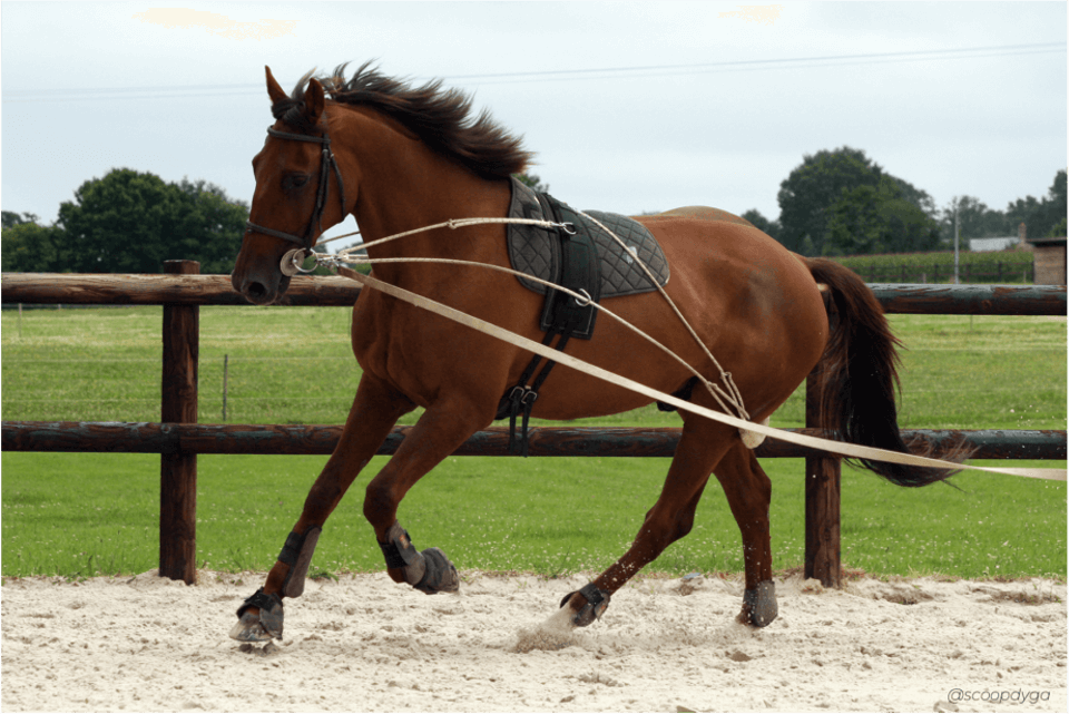 Horse locomotion in a circle: analysis and interpretation