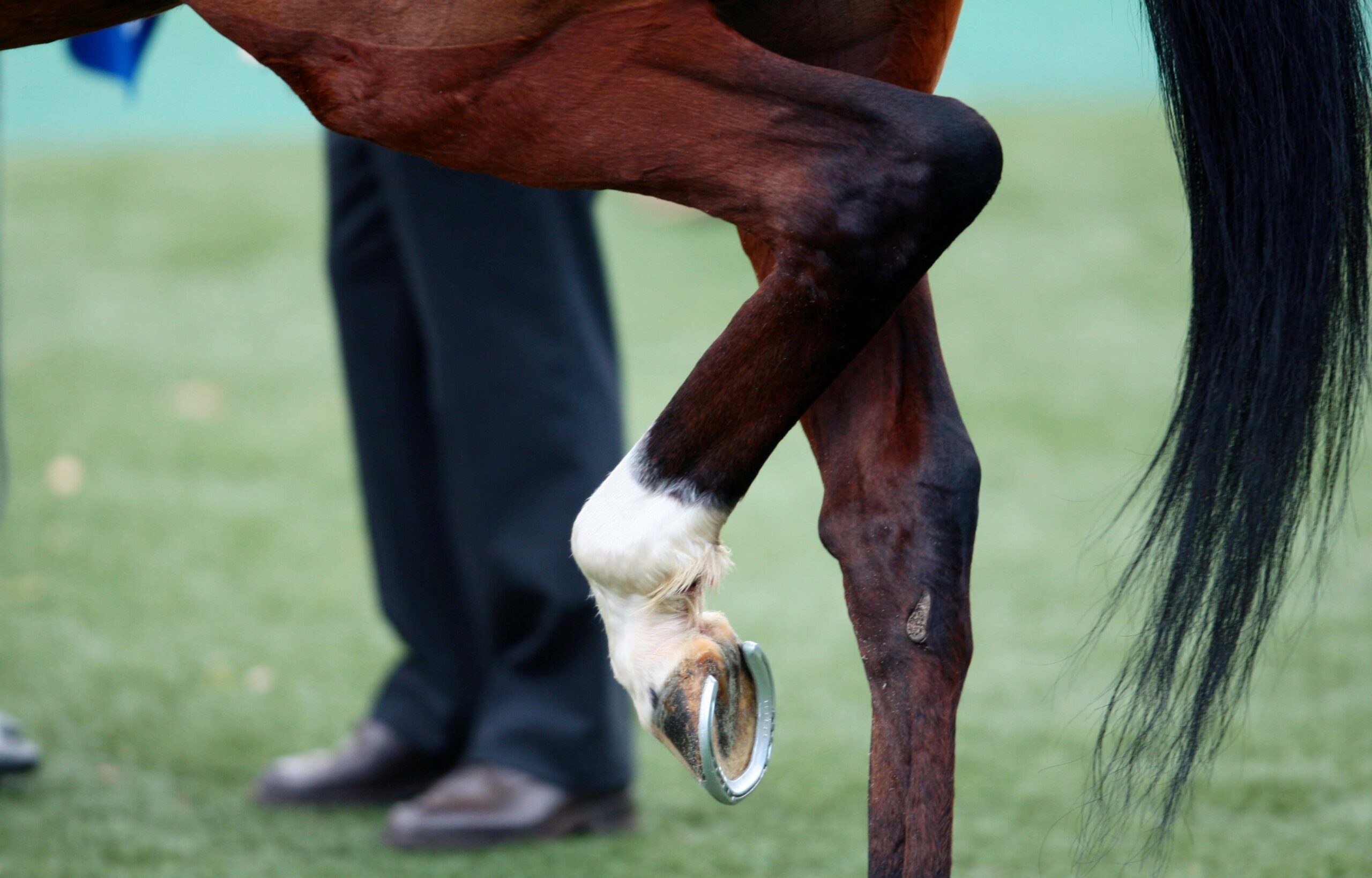 Connaitre et traiter les pathologies du pied du cheval