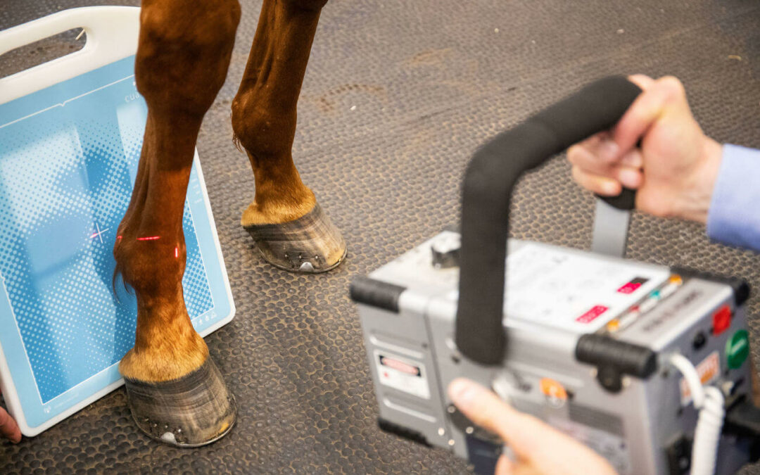 Veterinary diagnostic tools: state of the art