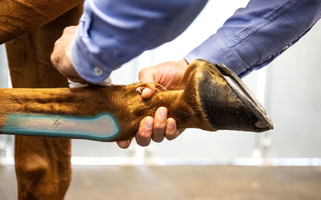 Horse lameness: to what can it be linked?