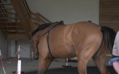Mesure de l’asymétrie physiologique chez les chevaux sains : le cercle sol dur au trot