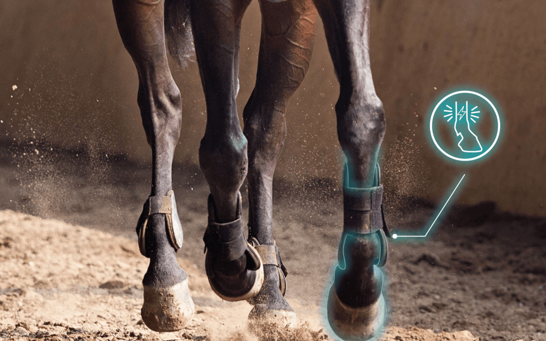 Sol dur / sol mou : quel impact sur la locomotion du cheval ?