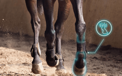Sol dur / sol mou : quel impact sur la locomotion du cheval ?