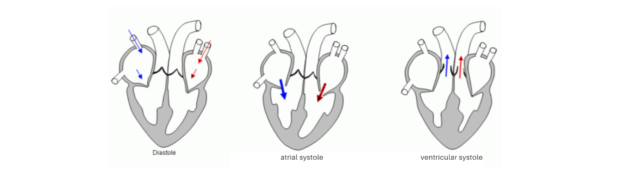 Système cardiovasculaire du cheval