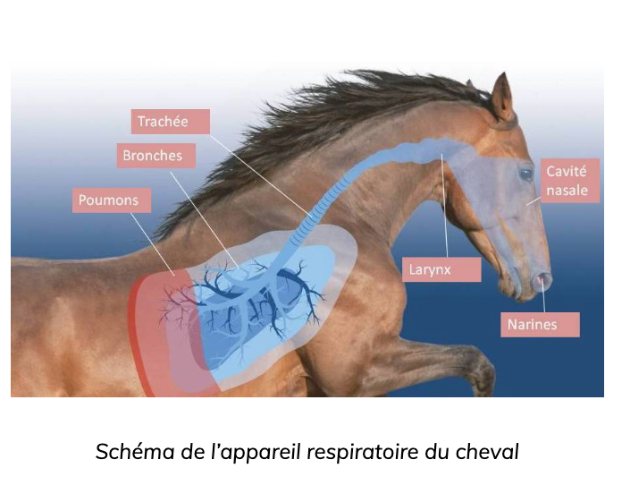 Appareil respiratoire - Une mécanique indispensable au métabolisme  énergétique du cheval - Au Coeur des Chevaux par WebEquitation®