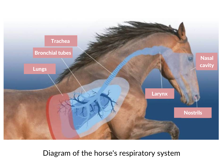 Oxygen deals for horses