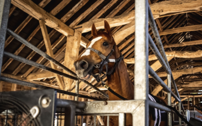 The various equine respiratory diseases
