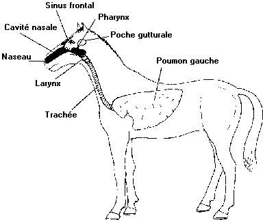Schéma du système respiratoire équin par Mélanie Dubois-Laroche