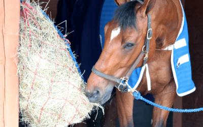 Sports horses: what dietary supplements for what needs? 