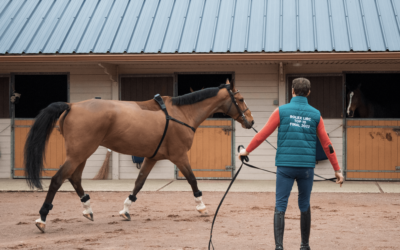 Kevin Staut and Marie Madeuf’s experience with EQUISYM