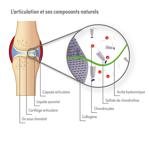 articulation saine chirurgie articulaire