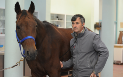 Equimetre, at the service of equine well-being in high-level competition, Xavier Goupil testimonial