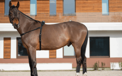 The diagnostic value of vertical movements of the withers in the analysis of locomotor asymmetries with EQUISYM®