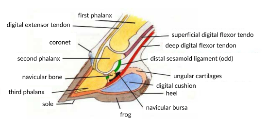 labelled image of the anatomy of a horse's foot