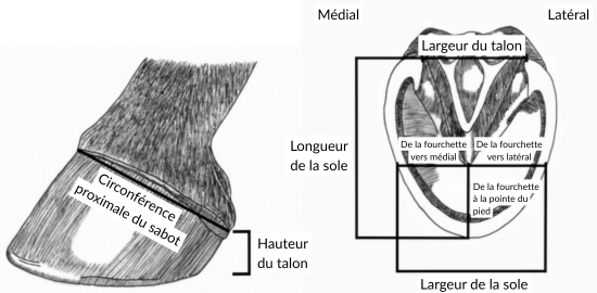 Circonférence proximale du sabot Mesures prises au niveau du sabot