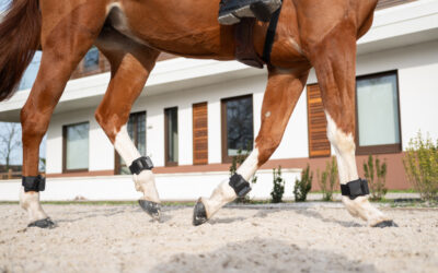 Barefoot vs. shod feet: how does this affect locomotion?