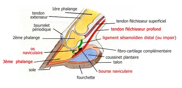 anatomie-pied-cheval image légendée de l'anatomie du pied du cheval